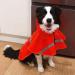 ocsoso Pet Rainy Days Slicker Brush Red Reflective Raincoat - XXL for Dogs | Waterproof & Stylish Pet Gear - Buy Online on GoSupps.com