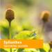 Certified Organic Spilanthes Liquid Extract - 1 oz | Herb Pharm for Cleansing & Detox - Buy Online on GoSupps.com