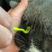 HouChanges Tick Remover Tool 3Pcs Set for Dogs, Cats, and Humans - Painlessly Remove Ticks - Green Tick Hook Included - Buy Online on GoSupps.com