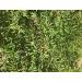 HJK Elantha Elai | Ziziphus Mauritiana Dry Leaf Powder 300g - Buy Online on GoSupps.com