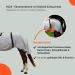 RL24 Eczema Horse Ceiling with Neck & Abdomen - Fine Meshed Insect Protection - Silver Gray 135cm | Double Front Closure & Leg Cords - Buy Online on GoSupps.com
