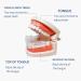 Buy Friendly321 Invisible Tooth Cups - Upper & Lower Dental Protection Shells Orthodontic Gear with Etui for All Stages - International Shipping Available - Buy Online on GoSupps.com