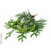Buy Thuja D30 - Versatile Natural Remedy | Harness Nature's Power for Self-Love & Wellness - International Shipping - Buy Online on GoSupps.com