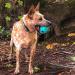 Chew King Fetch Balls Pack of 3 - Durable Dog Toy Balls - Buy Online on GoSupps.com