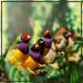 Supravit Exotic Feed 2.5kg | High-Quality Mixed Feed for Exotic Finches | Boosts Feather Health & Mating Readiness - Buy Online on GoSupps.com
