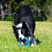  ROGZ PU02-B Pop Upz Blue Throwing Ring - Small | Premium Dog Toys for International Shipping  - Buy Online on GoSupps.com