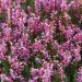 Isle of Skye Candle Company: 100% Natural Heather & Wild Berries Soy Candle - Premium Botanical Oils for Aromatherapy - Buy Online on GoSupps.com