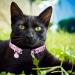 BoomBone Skull Cat Collar Breakaway with Bell - Pack of 2 - Safe Halloween Puppy Collars - Buy Online on GoSupps.com