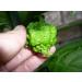 Trinidad 7 Pod Primo Capsicum chinense 10 Seeds Organic Very Rare - Buy Online on GoSupps.com