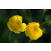 Rock Rose n 26 Fleur de Bach farmaflor 1 Flacon Comtpe Gouttes 10ml - Made in Italy - Buy Online on GoSupps.com