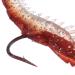 NTCPEFY 3 St ck 6 cm / 3 g K nstliche Fischk der f r Angelger t Rote Soft Shrimp mit Nachtsicht f r Naturfischfang - Buy Online on GoSupps.com