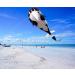 Hengda KITE-3D: Giant Black Dolphin Orcas Whale Breeze Kite for Kids & Adults - Buy Online on GoSupps.com