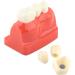 Implant Model Resin Dental Demonstration Demonstration Tooth Model Teeth Model Science Homework for Teaching Model School Dentist - Buy Online on GoSupps.com