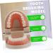 Buy Solustrie Dental Study Model for Kids | Educational Teeth & Oral Cavity Teaching Toy - International Shipping Available - Buy Online on GoSupps.com