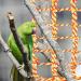 Buy Bird Rope Climbing Network & Hammock Swing - Perfect for Rats Hamsters & Ferrets - 27.9x20.1cm Cotton Climbing Rope with 4 Hooks - Buy Online on GoSupps.com