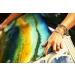 Unicorn SPiT Gel Stain and Glaze Zia Teal 8.0 FL OZ Bottle - Pack of 1 - Buy Online on GoSupps.com