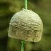 M hldorfer HeuGaudi Apple - 1kg | 100% Natural Snacking Fun | Exclusive Hanging Rope - Buy Internationally! - Buy Online on GoSupps.com