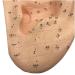 Acupuncture Ear Model - Chinese Medicine Akupoint Learning Tool for Ear Acupuncture Points - Buy Online on GoSupps.com
