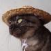 Shop U-M Pet Dog & Cat Straw Hat | Durable Bauer Style Costume | 14cm x 14cm - Buy Online on GoSupps.com