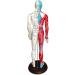 Acupuncture and Muscle Anatomical Male Model Pressure Point and Meridians Acupuncturists and Other Medical Professionals Training Teaching Education (60cm/23.6inch) - Buy Online on GoSupps.com
