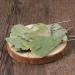 Dried Ginkgo Biloba Leaves Ginkgo Biloba Dried Loose Leaves - Gingko Maidenhair Tree Yinxingye (250 Grams) 1 Count (Pack of 1) - Buy Online on GoSupps.com