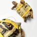 Leather Harness Strap for Tortoise Adjustable Small Pet Harness Reptile Leash Turtle Leash Pet Walking Lead - Buy Online on GoSupps.com