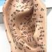 Buy Fhuili 16cm Human Acupuncture Ear Model - HD Chinese Medicine Training Tool for Acupoint & Meridian Study - International Shipping Available - Buy Online on GoSupps.com