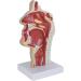 Nasal Cavity Model Oral Nasopharyngeal and Laryngeal Lesion Model Nasal Cavity Pathological Model Nasal Cavity Magnification Model is Suitable for Medical Teaching - Buy Online on GoSupps.com