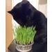 Cat Grass Kit x 2 - Grow Your Own with Cat FurNature - Buy Online on GoSupps.com