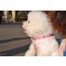 Mihqy Valentine's Day Dog Collar - Adjustable Heart Design for All Sizes (33-55 cm Neck) - Perfect Gift for Dog Lovers - Buy Online on GoSupps.com