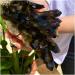 Natural Black Quartz Crystal Cluster Natural ore Sample Stone Crystal for Home Decoration Collection and gi Household yuebang 1.8-2kg Black - Buy Online on GoSupps.com