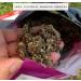 Honeyrose Earth Impact Herbal Mixture - Tobacco & Nicotine Free - Buy Online on GoSupps.com