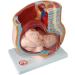Female Pelvic Pattern with Nine-Month fetal Model. Suitable - Buy Online on GoSupps.com
