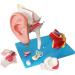 Human Ear Structure Anatomical Model 4 Times Life Size Medical Props Model 8 Parts Inner Ear Ear External Ear Tympanum Eardrum Listen to Small Bones Humerus Anatomy - Buy Online on GoSupps.com