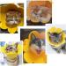Renyigou Pet Rehabilitation Collar - Sunflower Yellow - Size M: 21-25cm/8.3-9.9in - Buy Online on GoSupps.com
