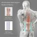 Back Protection Belt(S-XL) with 3 Removable Lumbar Pads 4 Root Bionic Steel Plate Support/Fits Waist Lumbar Support Ease Herniated Disc Lower Back Waist and Stomach Pain M Black Medium Black - Buy Online on GoSupps.com