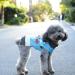 Shop Hrttsy Christmas Dog Sweater - Warm Seasonal Pullover for Small & Large Dogs - Cute Snowman Design - Buy Online on GoSupps.com