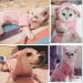 ANIAC Pet Hoodie with Bunny Ears | X-Small Pink Cat Rabbit Outfit | Cute Sweatshirt for Spring/Autumn | Knitted Sweater for Puppy/Kitty - Buy Online on GoSupps.com