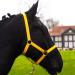 Halter for horse warmblood thoroughbred cold blood - stable halter pasture 2 compartment adjustable to chin straps and neck pieces safe & tear -resistant (yellow cold blood) yellow cold blood