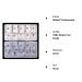 Auxsooul 1000 Pcs Acrylic Nail Tips - French Fake Nails for Women & Girls with Box - Perfect for Stunning Nail Art - Buy Online on GoSupps.com