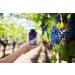 Buy OPC Grape Seed Extract with Vitamin C - 180 Capsules | Boost Health & Immunity | 375mg Grape Seed & 300mg Pure OPC - Buy Online on GoSupps.com