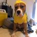 Eastlion Dog Sweater - Warm Red Puppy T-Shirt Pullover Coat | Size LL Pet Apparel - Shop Internationally - Buy Online on GoSupps.com