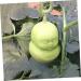 Anneome 2pcs Vegetable Shaping Mold Fruit Cucumber Shaping Molds Adorable Melon Mold Watermelon Pumpkin - Buy Online on GoSupps.com