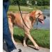 PetSafe Easy Walk Headcollar - Adjustable Comfortable Dog Leash for Reduced Pulling | Size L Black - Buy Online on GoSupps.com