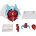 Female Pelvis Anatomy Model for Midwifery - Perfect for Teaching & Bladder Control Demonstration - Buy Online on GoSupps.com