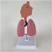 Human Lung Model Human Nasal Cavity Throat Anatomy Model Lung Model Teaching Tool Study Tools for Anatomy and Physiology Students Display Teaching Tool - Buy Online on GoSupps.com