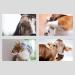 Aludermin Wound Spray for Dogs 270ml | Optimal Wound Care & Disinfectant | Effective Dog Wound Remedies - Buy Online on GoSupps.com