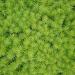 Buy AHO Organic German Hemp Seeds 850g | Raw Food Quality | Vegan & Plastic-Free | Poified Hemp Seeds - Buy Online on GoSupps.com