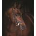 Buy Horseware Rambo Micklem Deluxe Competition Bridle - Customizable Color & Size in Brown for Large Horse - Buy Online on GoSupps.com