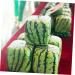 OSALADI 2pcs Pumpkin Fruit Tools Vegetable Growth Mold Large Pole Shaping Mold Watermelon Square Former 15x15cmx2pcs Transparentx2pcs - Buy Online on GoSupps.com